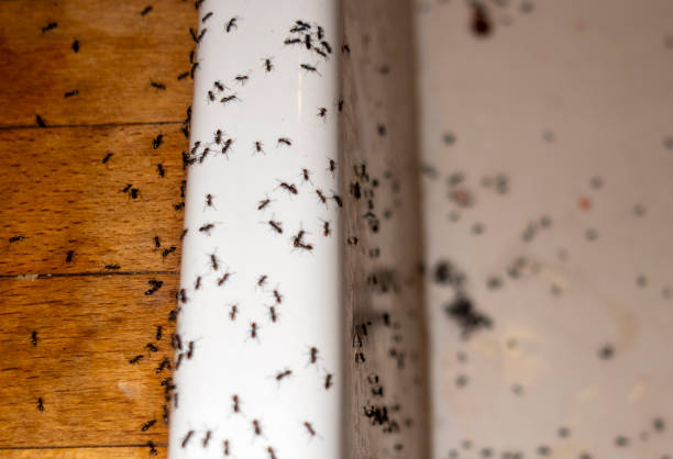 Best Affordable Pest Control Services  in Waynesburg, OH